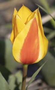 Tulipa City Flower