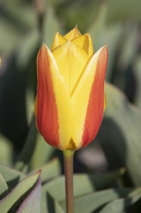 Tulipa City Flower