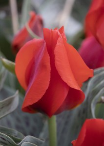 Tulipa March of Time