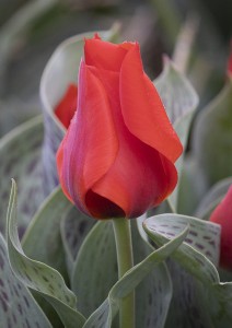 Tulipa March of Time
