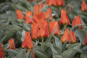 Tulipa Miramare