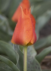 Tulipa Miramare