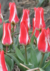 Tulipa Pinocchio