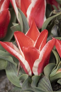 Tulipa Pinocchio