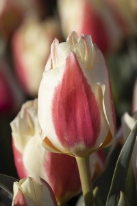 Tulipa Sylvia Warder