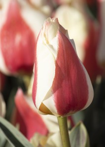 Tulipa Sylvia Warder