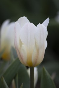 Tulipa White Fire
