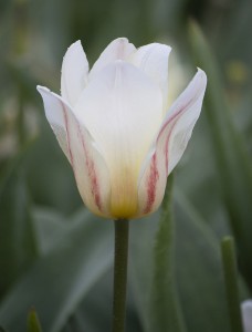 Tulipa White Fire