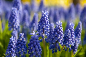 Muscari Armeniacum