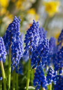 Muscari Armeniacum