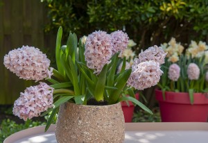 Hyacinthus Pink Pearl
