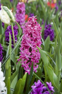 Hyacinthus Jan Bos