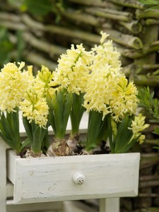 Hyacinthus City of Haarlem