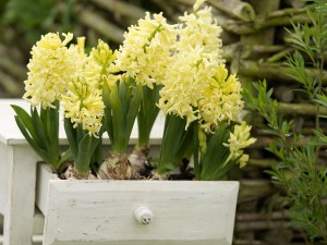 Hyacinthus City of Haarlem