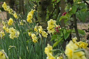 Narcissus Yellow Cheerfulness