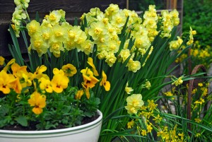 Narcissus Yellow Cheerfulness