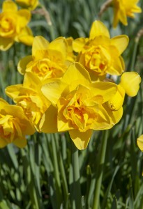 Narcissus Dick Wilden