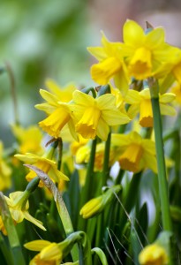 Narcissus Tête-à-Tête