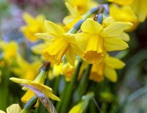 Narcissus Tête-à-Tête