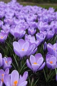 Crocus Grand Maitre