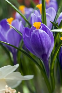 Crocus Grand Maitre