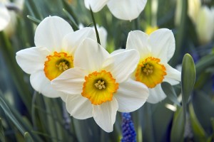 Narcissus Flower Record