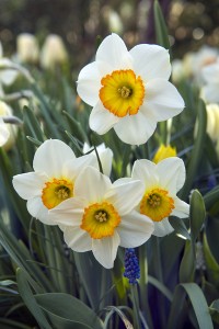Narcissus Flower Record