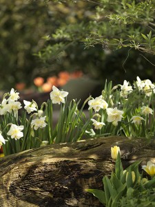 Narcissus White Lion
