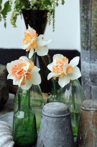 Narcissus Replete