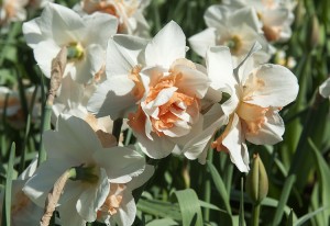 Narcissus Replete