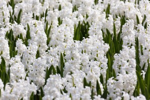 Hyacinthus Carnegie