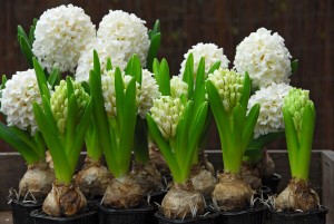 Hyacinthus Carnegie