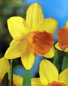 Narcissus Fortune