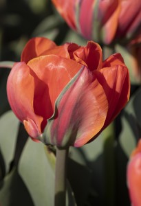 Tulipa Icoon