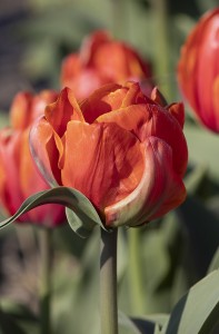 Tulipa Icoon