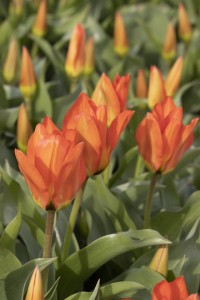 Tulipa Orange Glow