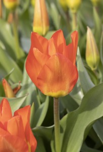 Tulipa Orange Glow