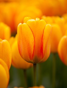 Tulipa Orange Lion