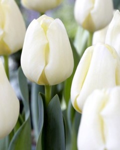 Tulipa Buffalo