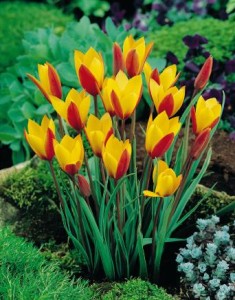 Tulipa Clusiana Var. Chrysantha Tubergen's Gem