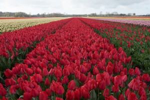 Tulipa Dirk