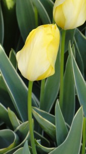 Tulipa Easter Moon