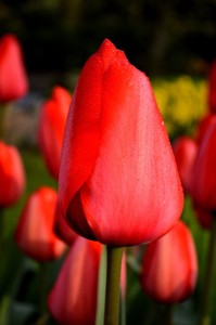 Tulipa Red Impression
