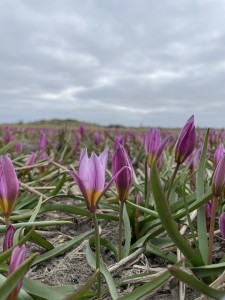 Tulipa Humilis