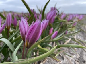 Tulipa Humilis