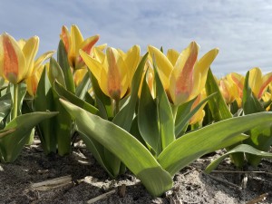 Tulipa Lamoraal van Egmond