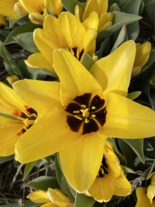 Tulipa Lamoraal van Egmond