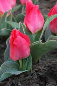 Tulipa Perlina