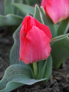 Tulipa Perlina