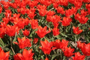 Tulipa Princess Household